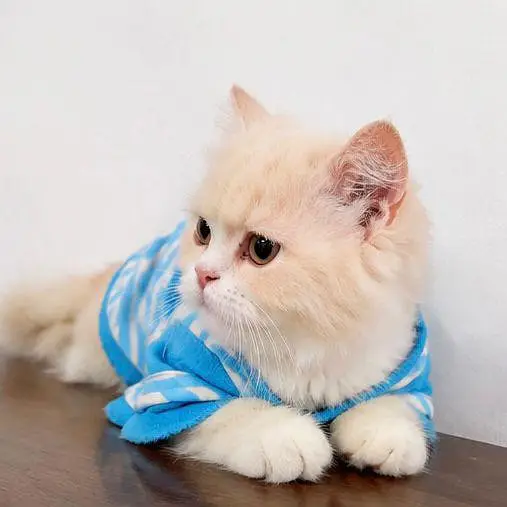 urgently for sale — photo 3