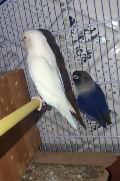 Love birds