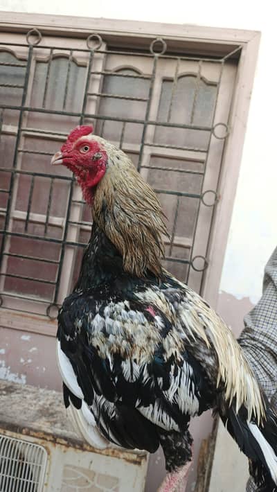 Top Quality Main wali