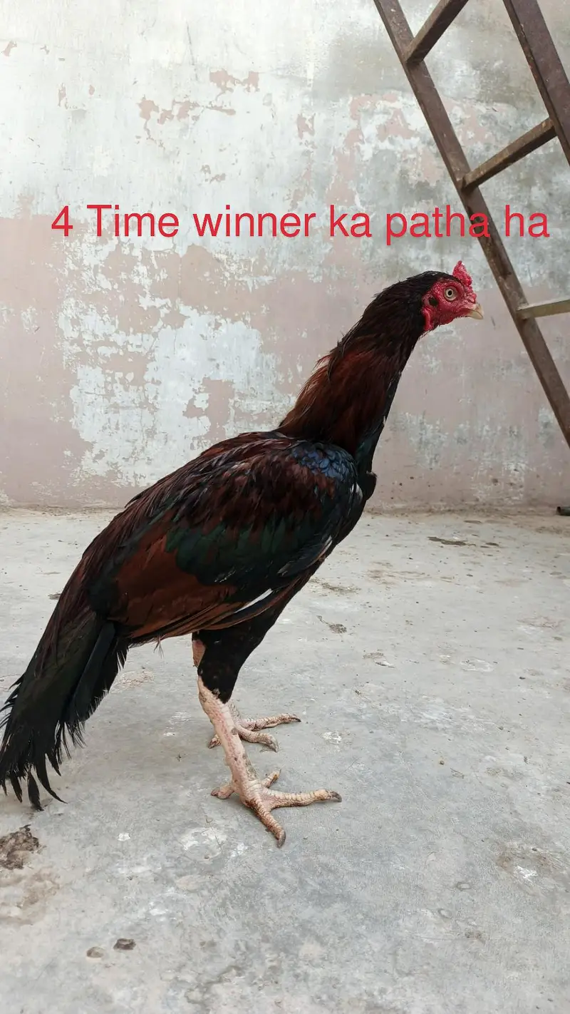 Top Quality Main wali — photo 2