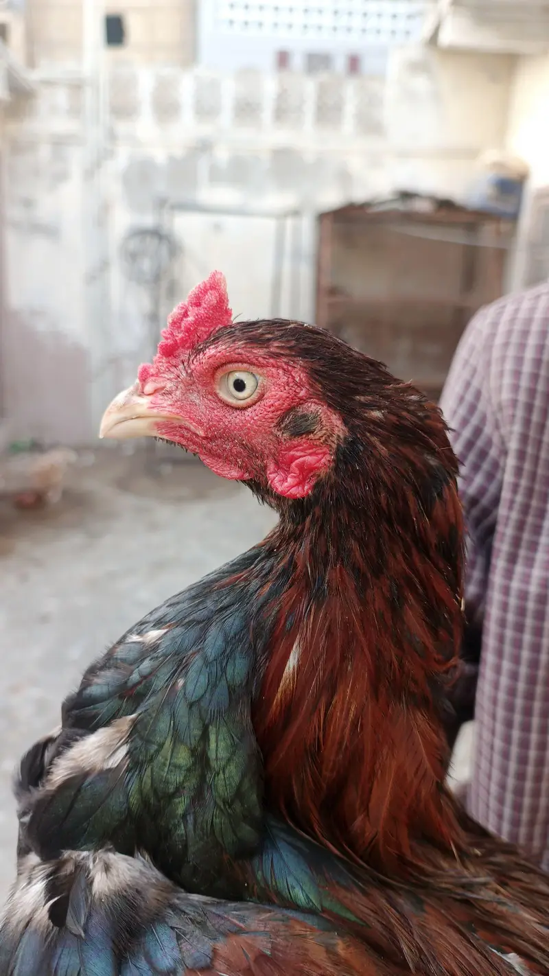 Top Quality Main wali — photo 4
