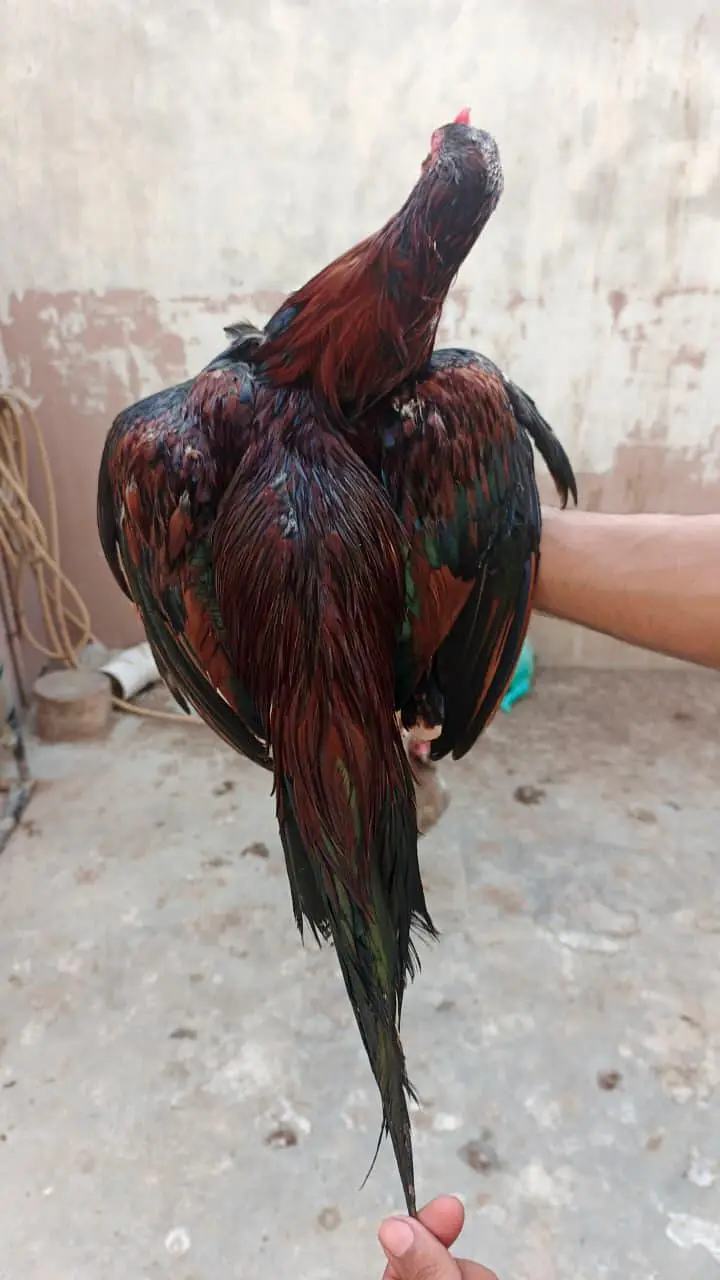 Top Quality Main wali — photo 5
