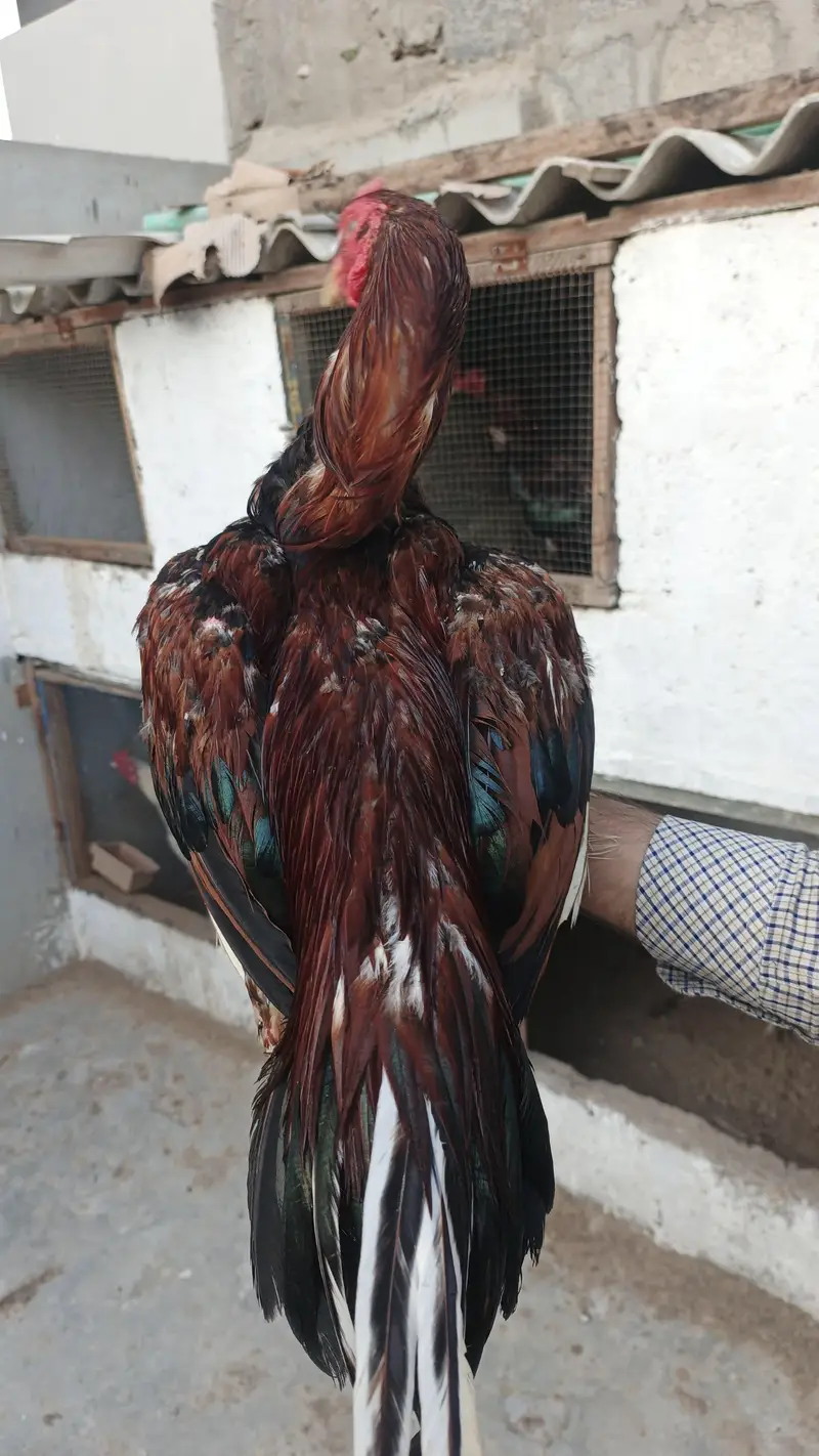 Top Quality Main wali — photo 8