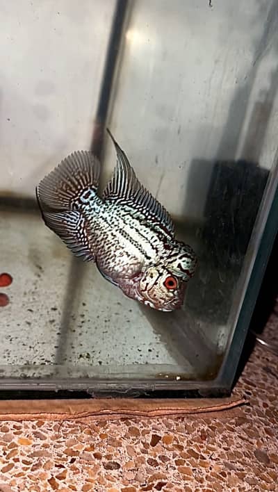 Flowerhorn (KML GOLDEN BASE GENE)