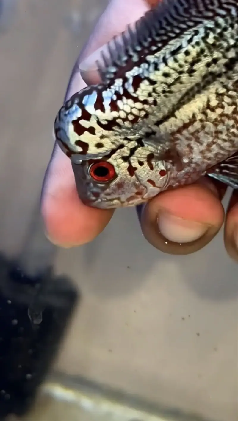 Flowerhorn (KML GOLDEN BASE GENE) — photo 2