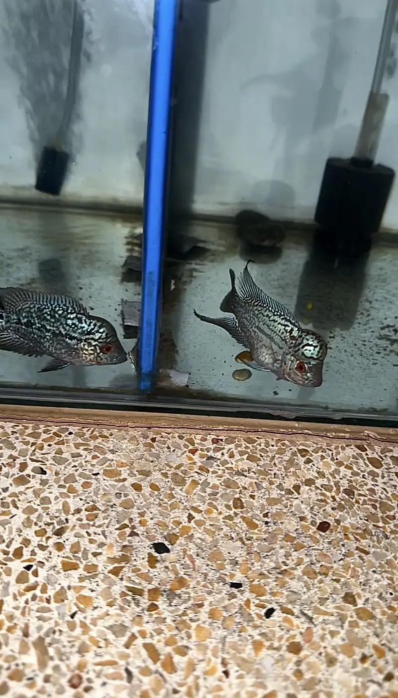 Flowerhorn (KML GOLDEN BASE GENE) — photo 3