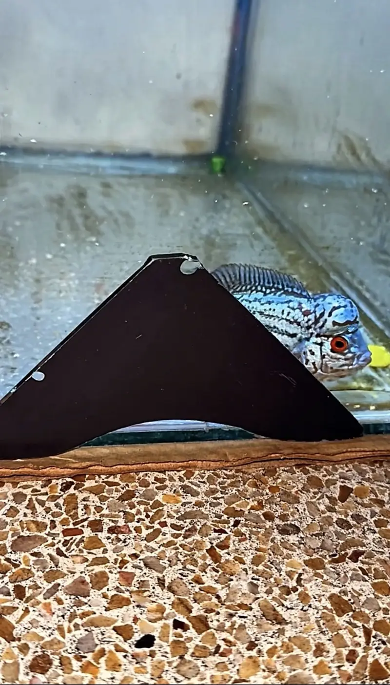 Flowerhorn (KML GOLDEN BASE GENE) — photo 4