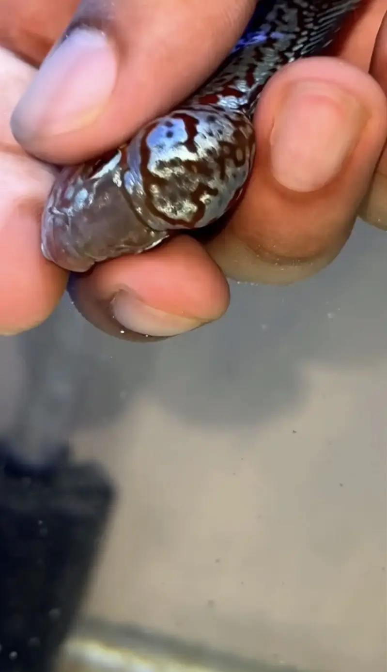 Flowerhorn (KML GOLDEN BASE GENE) — photo 5