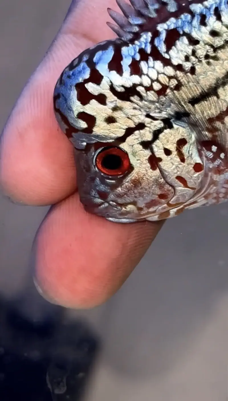 Flowerhorn (KML GOLDEN BASE GENE) — photo 6