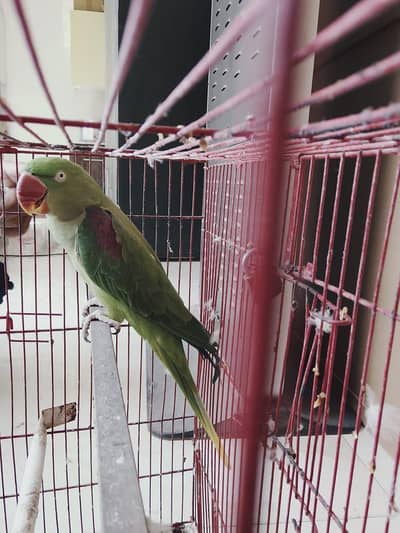 Alexandrine raw parrots hand tame talking pair negotiable