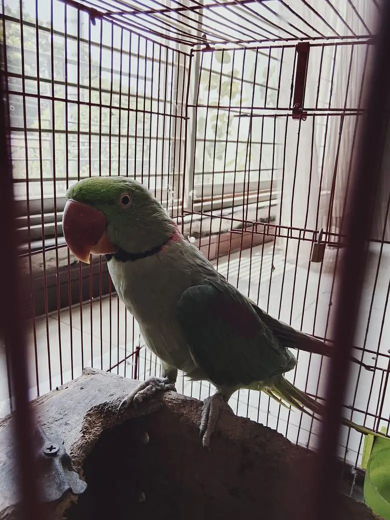 Alexandrine raw parrots hand tame talking pair negotiable — photo 2