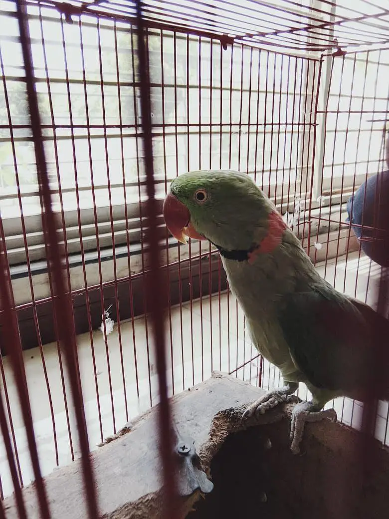 Alexandrine raw parrots hand tame talking pair negotiable — photo 3