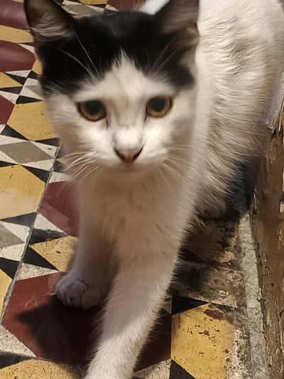Cat for sale