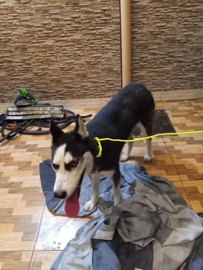 huskey