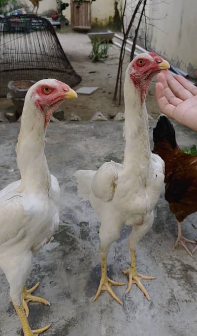 German O Shamo females