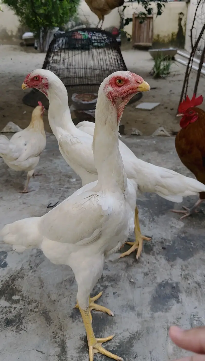 German O Shamo females — photo 2