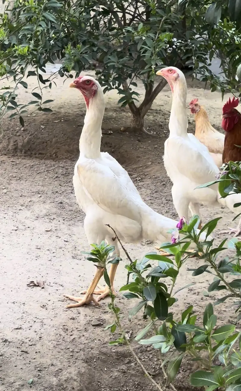 German O Shamo females — photo 3