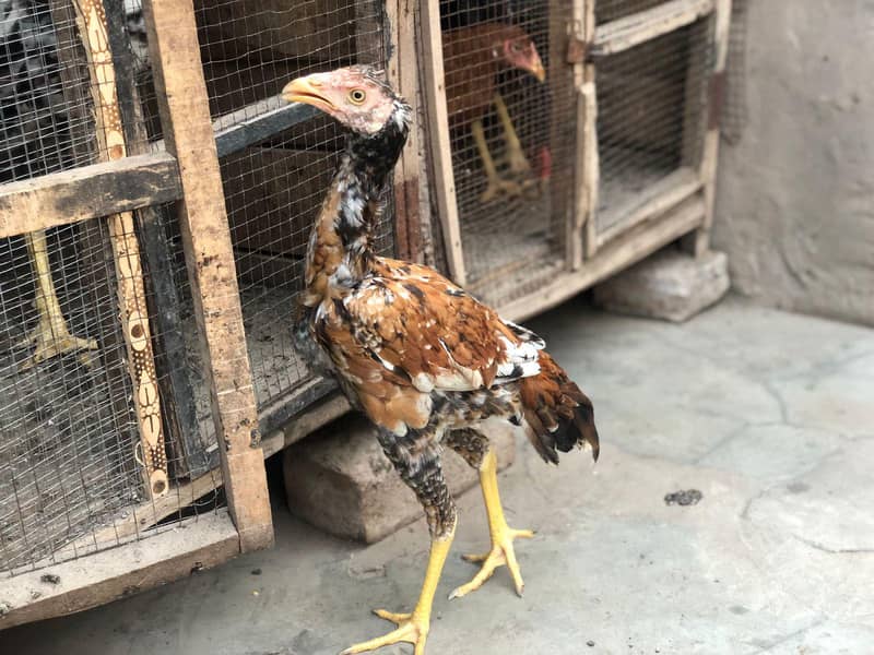Aseel Chick,s 5