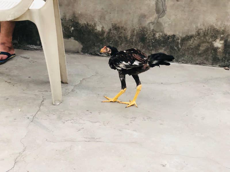 Aseel Chick,s 8