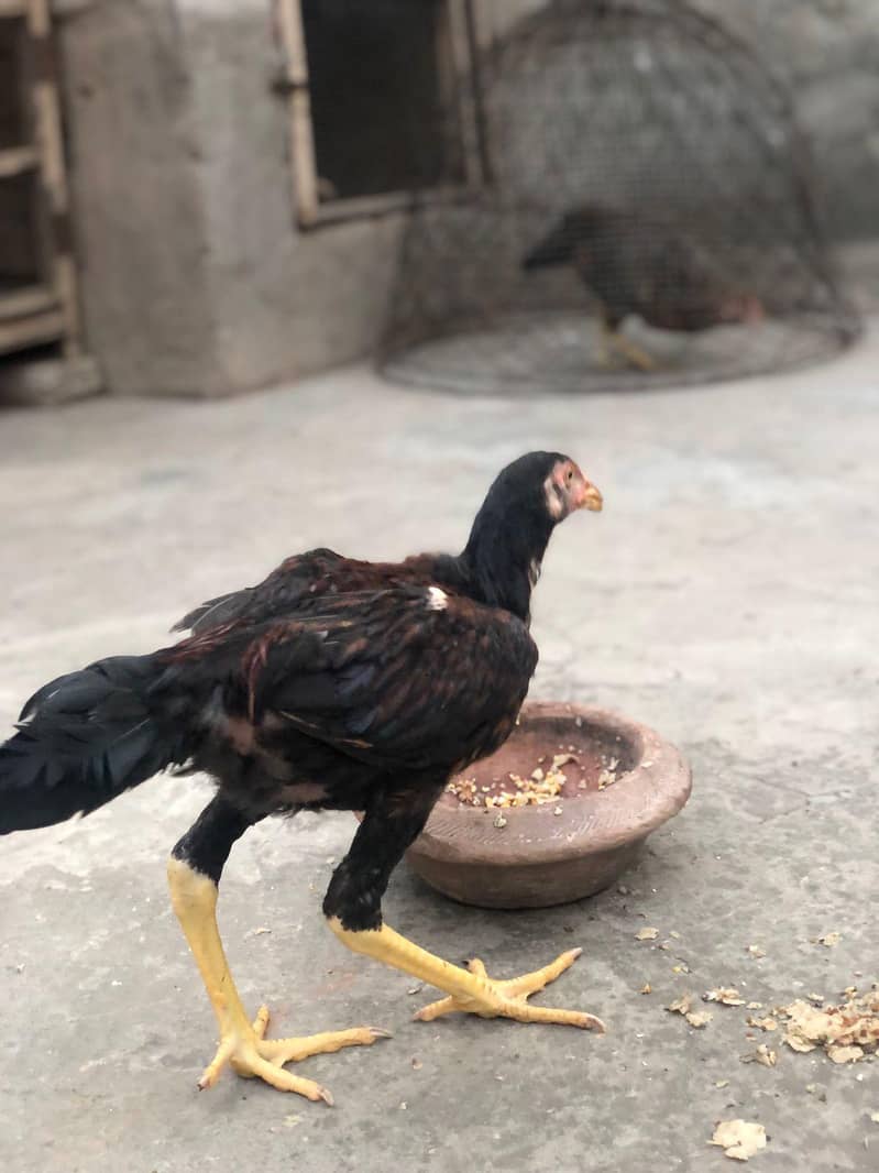 Aseel Chick,s 9