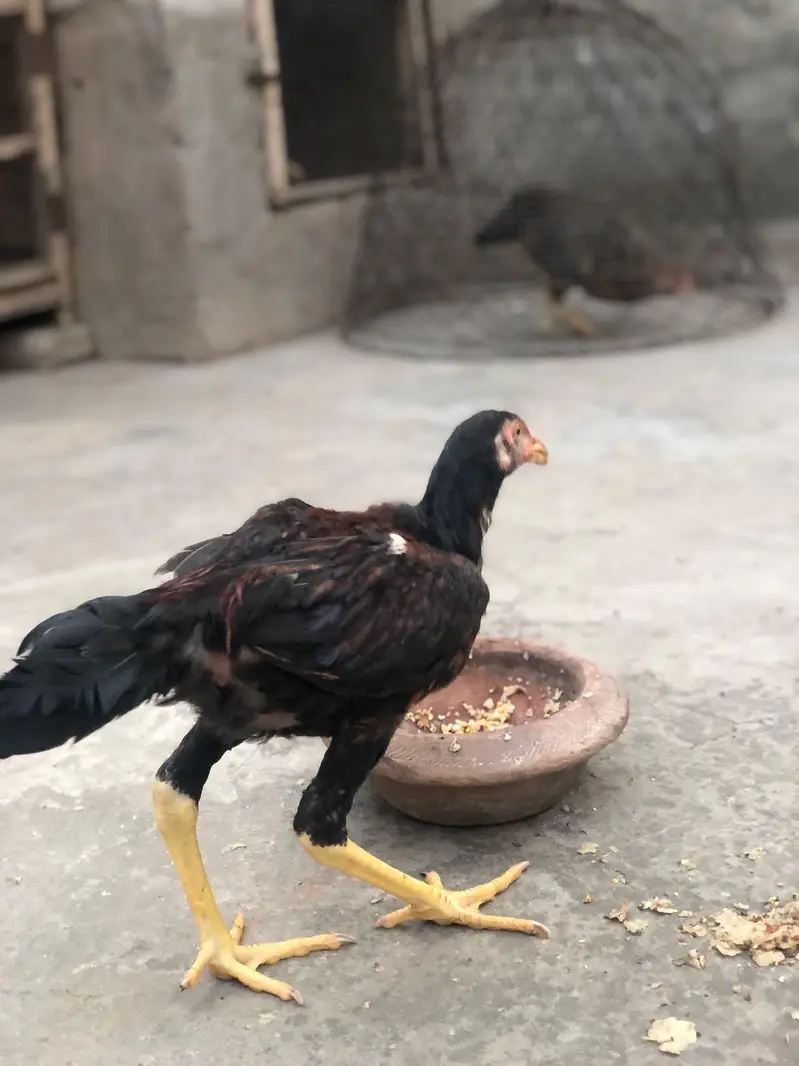 Aseel lakha chikes — photo 10