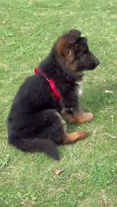 German Shepherd dog for sale male my WhatsApp number3093105682