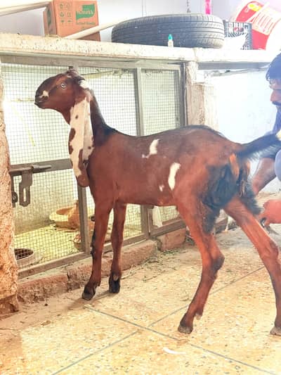 Bakra Nagda