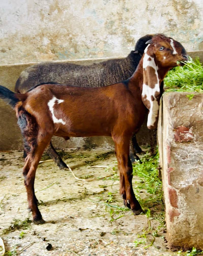Bakra Nagda 1