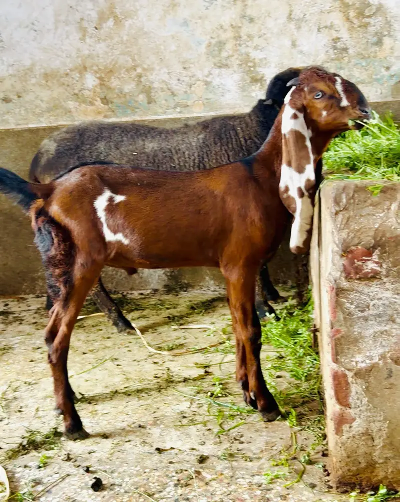 Bakra Nagda — photo 2
