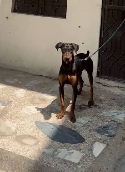 American Doberman female, best quality