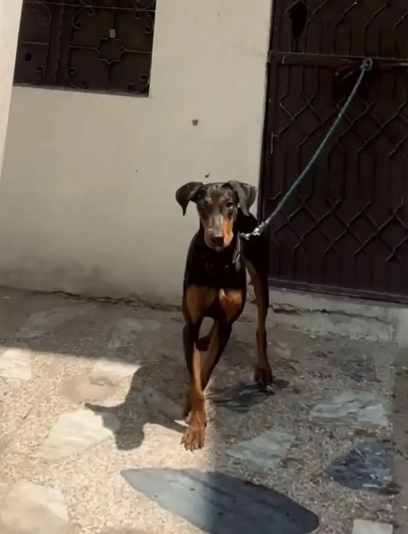 American Doberman female, best quality — photo 2