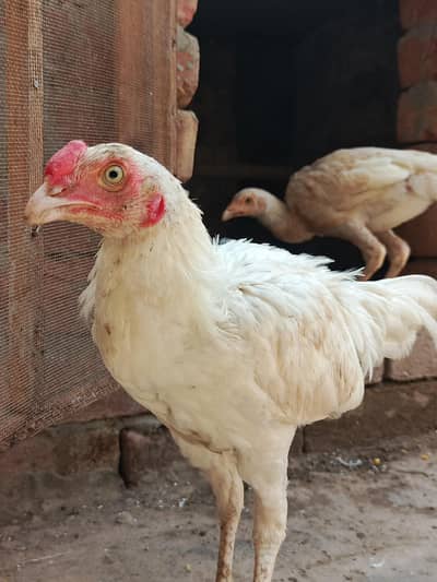 Pair of Aseel Heera