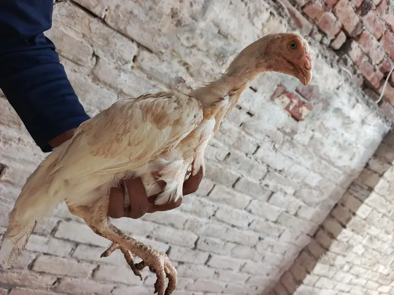 Pair of Aseel Heera — photo 7