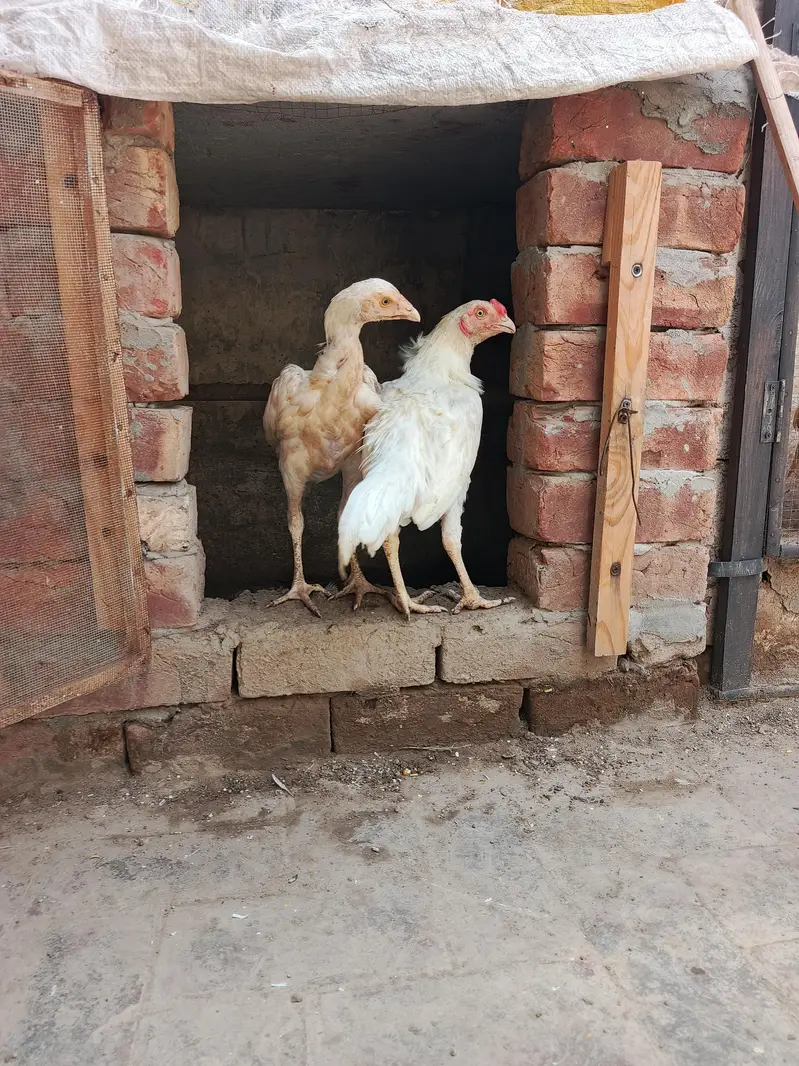Pair of Aseel Heera — photo 8