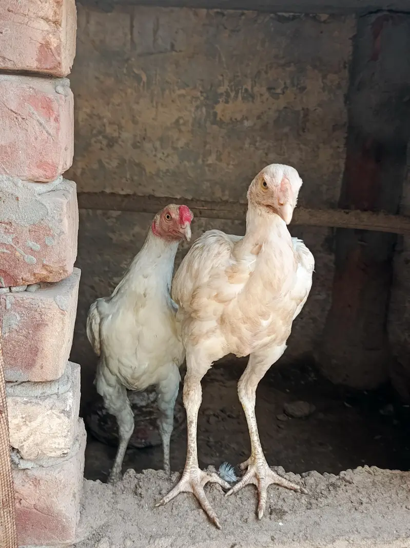 Pair of Aseel Heera — photo 9