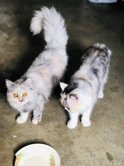 Persian female cat