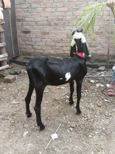 amar sari betal .  path .  lamby chory kan breder qalty o3o0o6453131.6