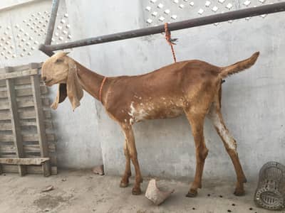 Mekhi cheena bakri /Goat