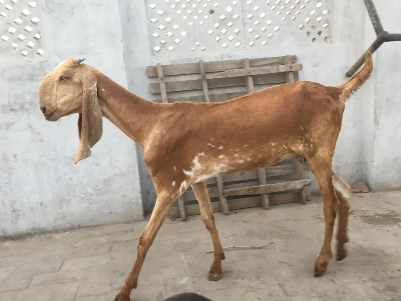 Mekhi cheena bakri /Goat — photo 2