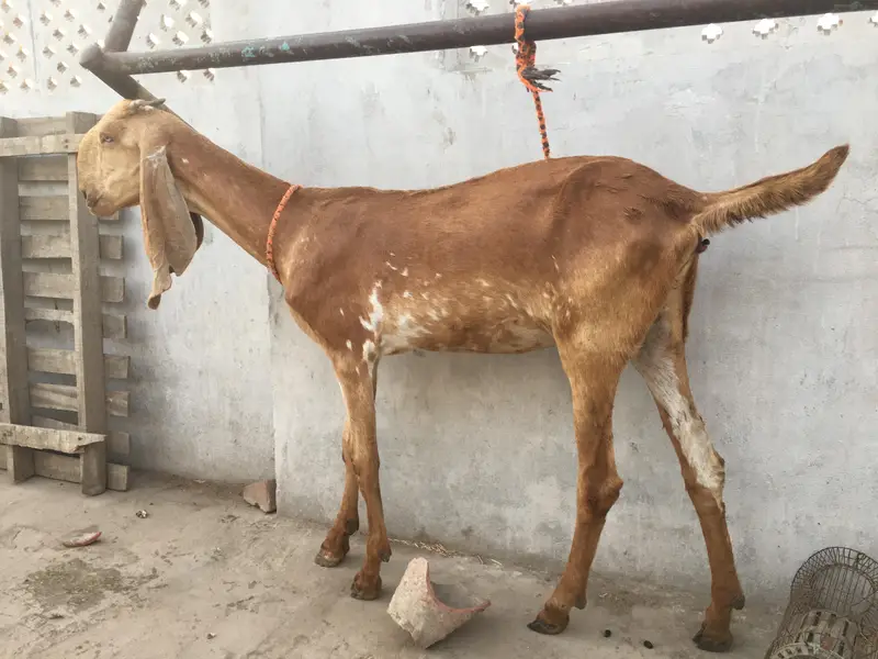 Mekhi cheena bakri /Goat — photo 3