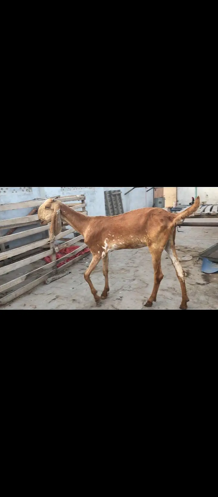 Mekhi cheena bakri /Goat — photo 4
