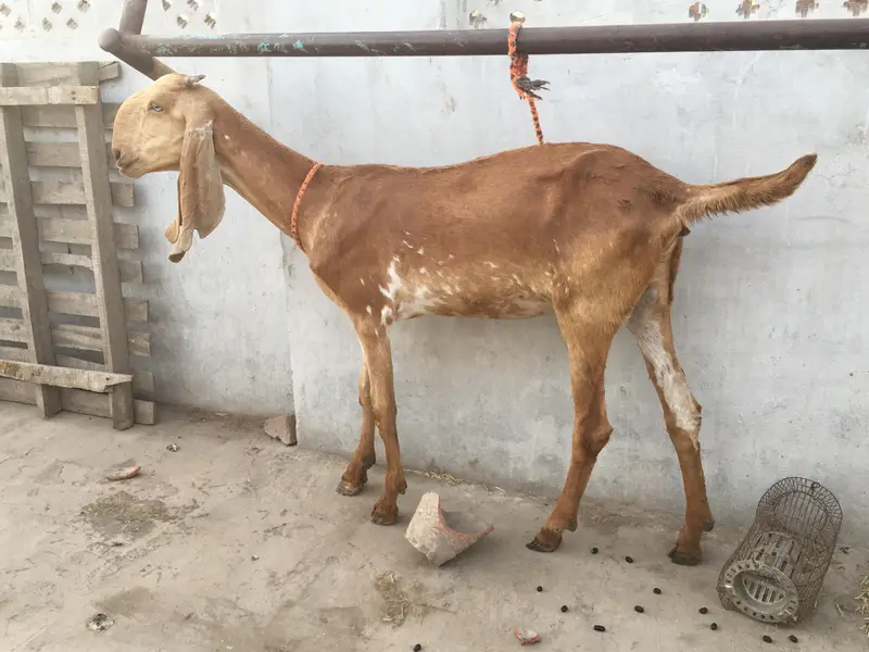 Mekhi cheena bakri /Goat — photo 5
