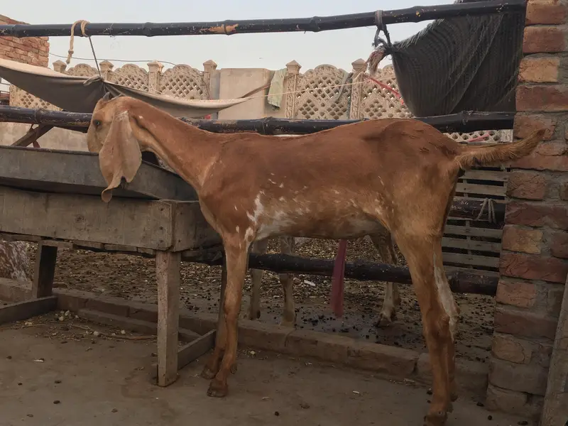 Mekhi cheena bakri /Goat — photo 6