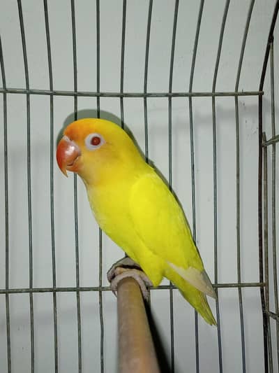 Creamino Male adult