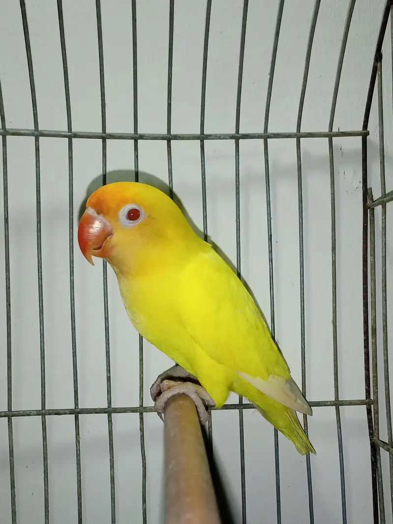 Creamino Male adult — photo 2