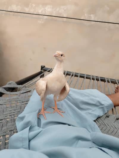 سلور بوسکی تیتر