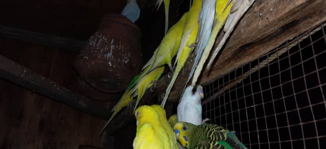 Read eyes and black eye are awelebal fall breeder pairs ready for eggs