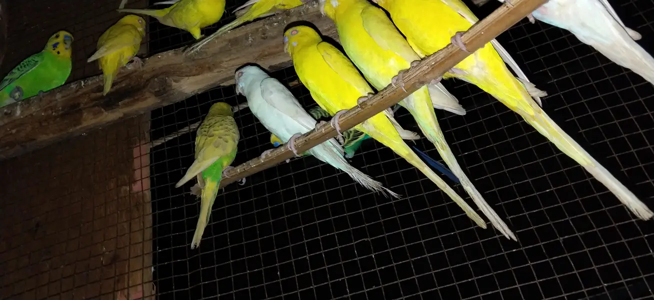 Read eyes and black eye are awelebal fall breeder pairs ready for eggs — photo 2