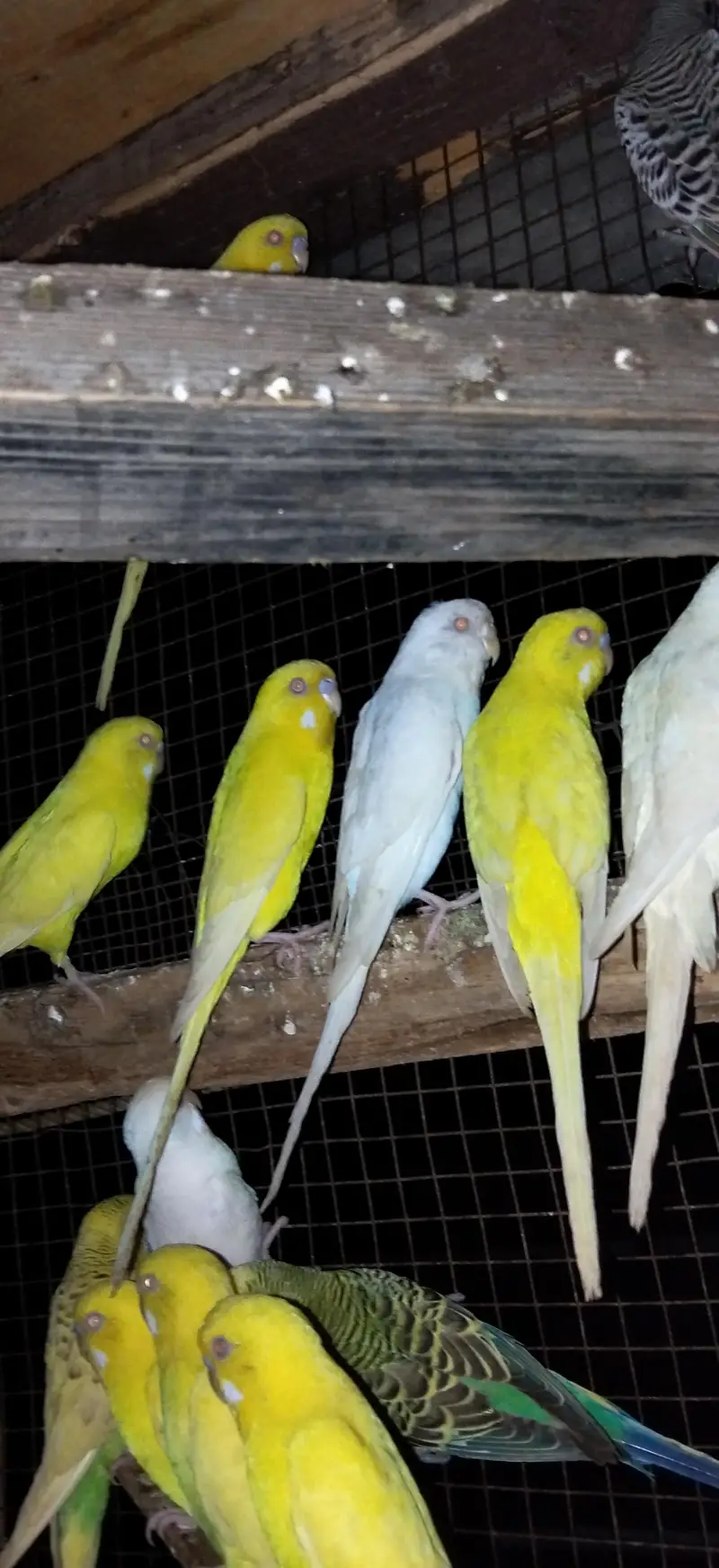 Read eyes and black eye are awelebal fall breeder pairs ready for eggs — photo 3