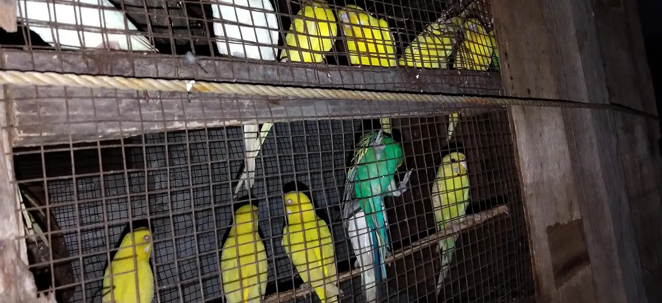 Read eyes and black eye are awelebal fall breeder pairs ready for eggs — photo 4